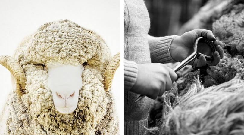 Quality Merino Wool